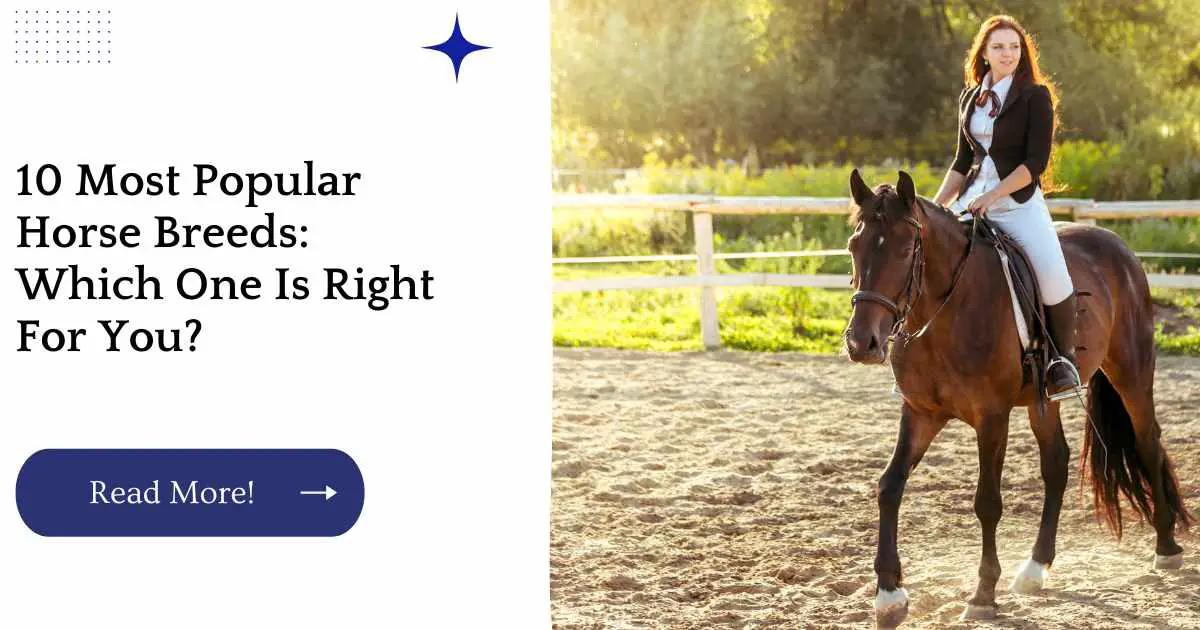 10 Most Popular Horse Breeds: Which One Is Right For You?