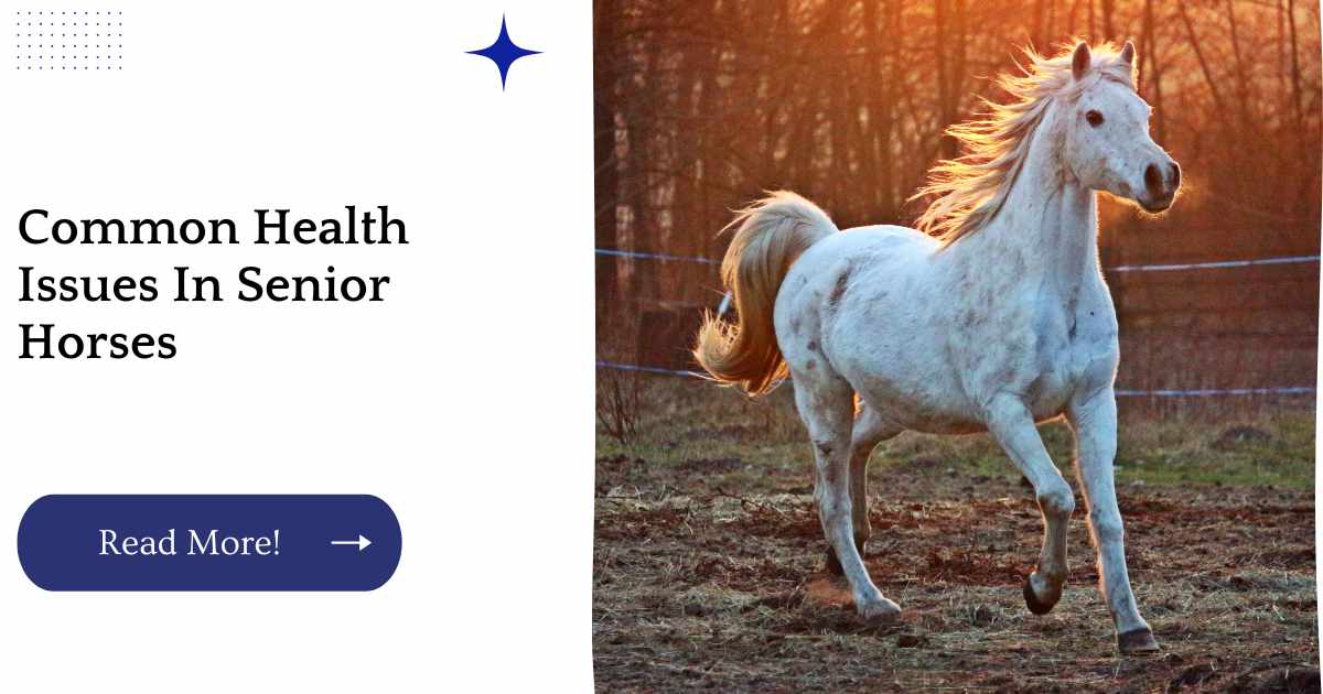 Common Health Issues In Senior Horses
