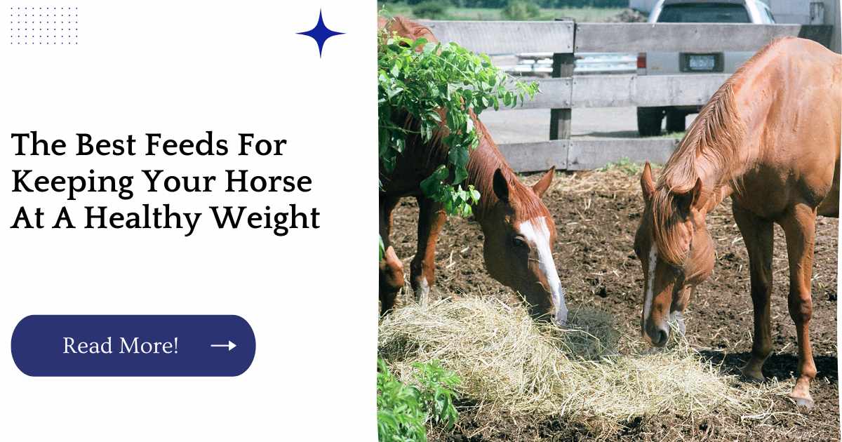 The Best Feeds For Keeping Your Horse At A Healthy Weight