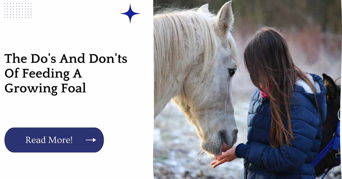 The Do's And Don'ts Of Feeding A Growing Foal