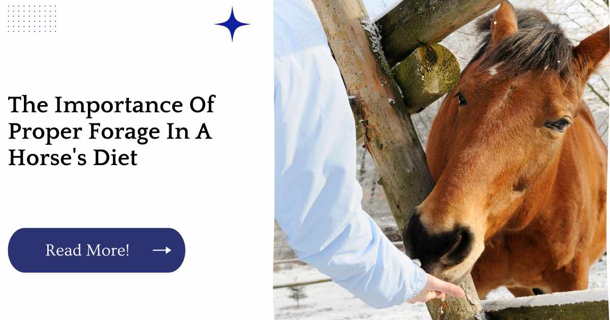 The Importance Of Proper Forage In A Horse's Diet