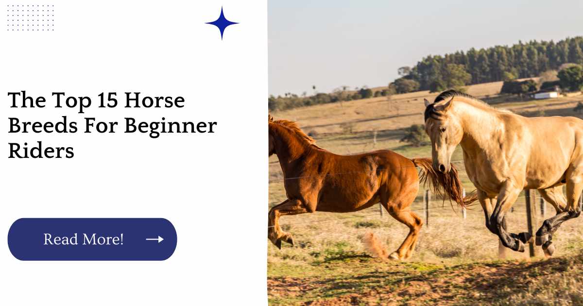 The Top 15 Horse Breeds For Beginner Riders