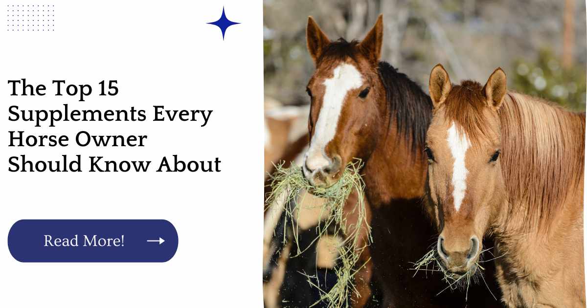 The Top 15 Supplements Every Horse Owner Should Know About