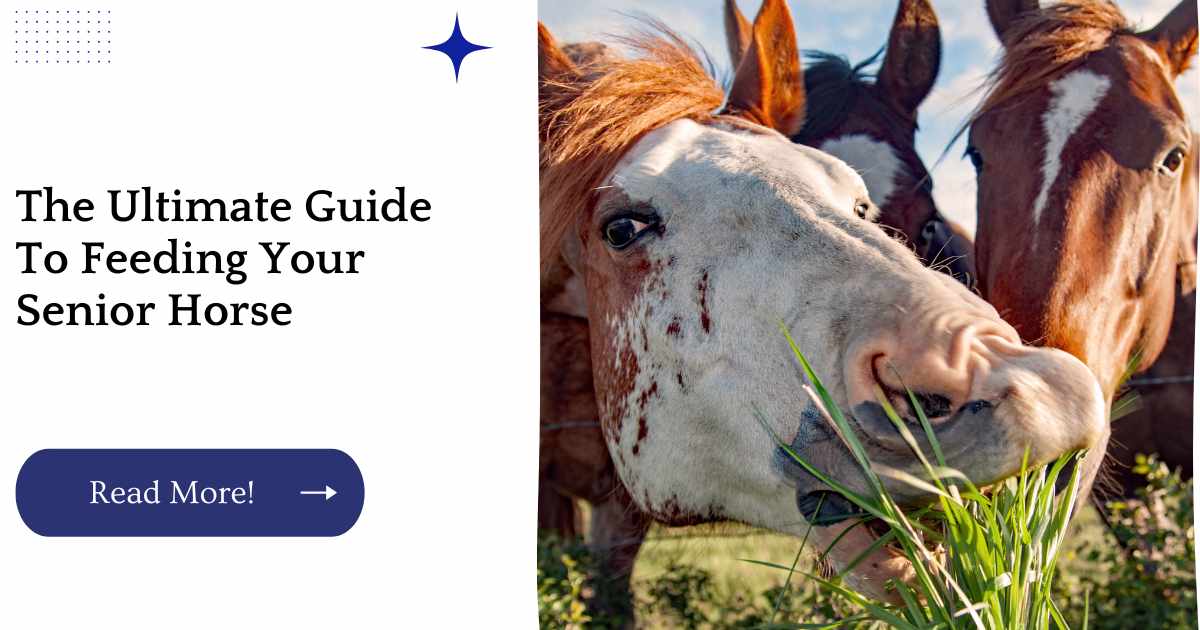 The Ultimate Guide To Feeding Your Senior Horse