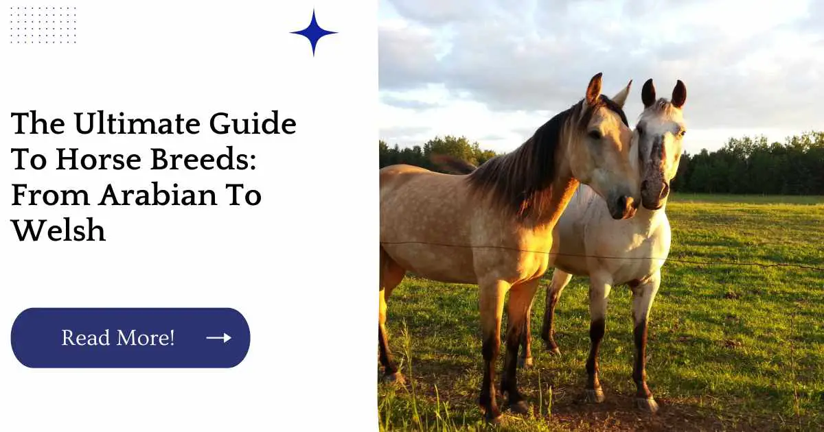 Horse Breeds and Breed Characteristics