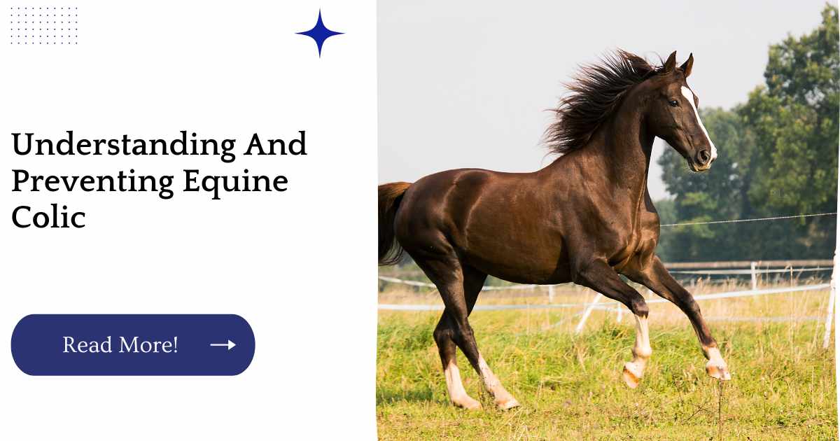 Understanding And Preventing Equine Colic
