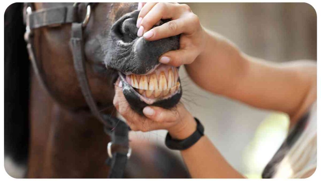 Dental Issues in Horses