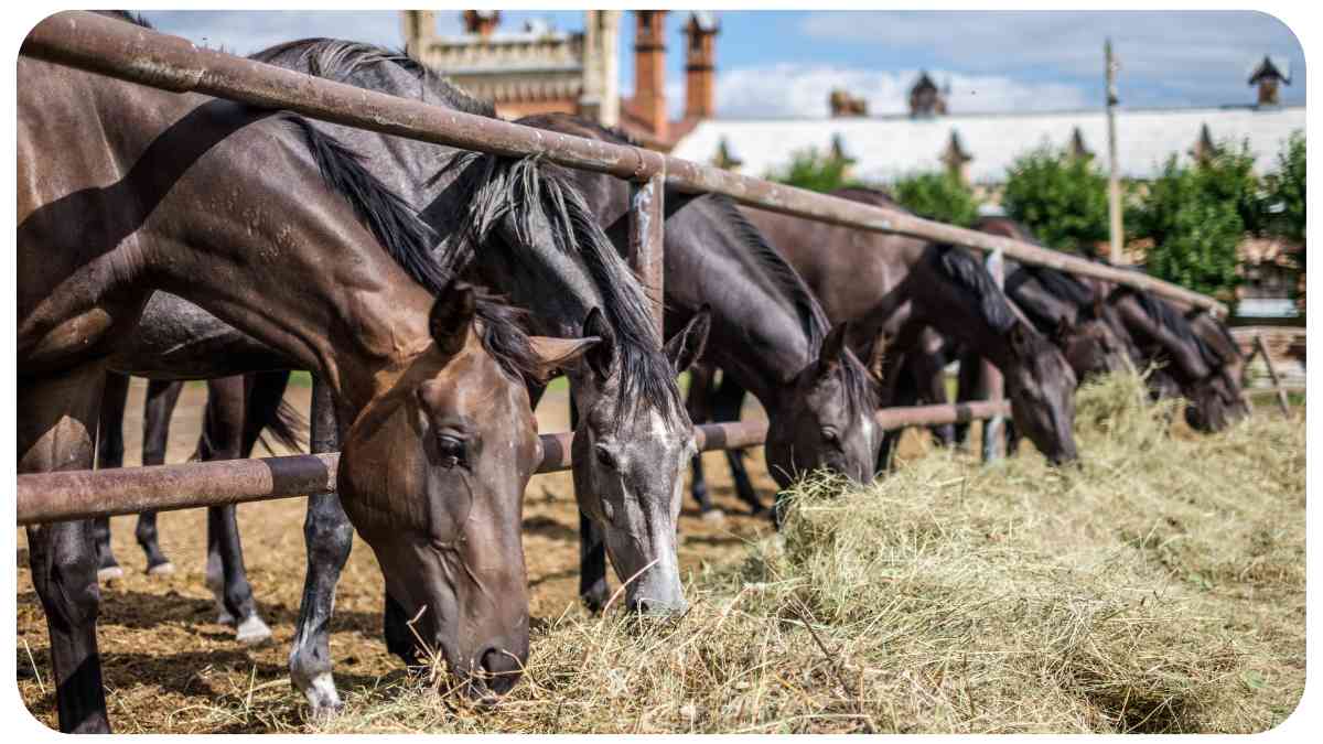 Horse Allergies: What They Mean and How to Manage Them