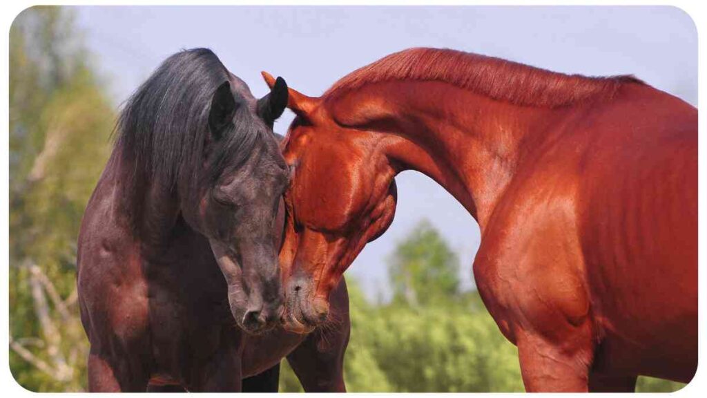 Horse Communication