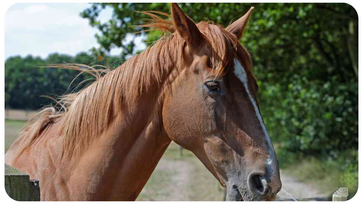 Silent Signals: Understanding Your Horse's Non-Verbal Communication