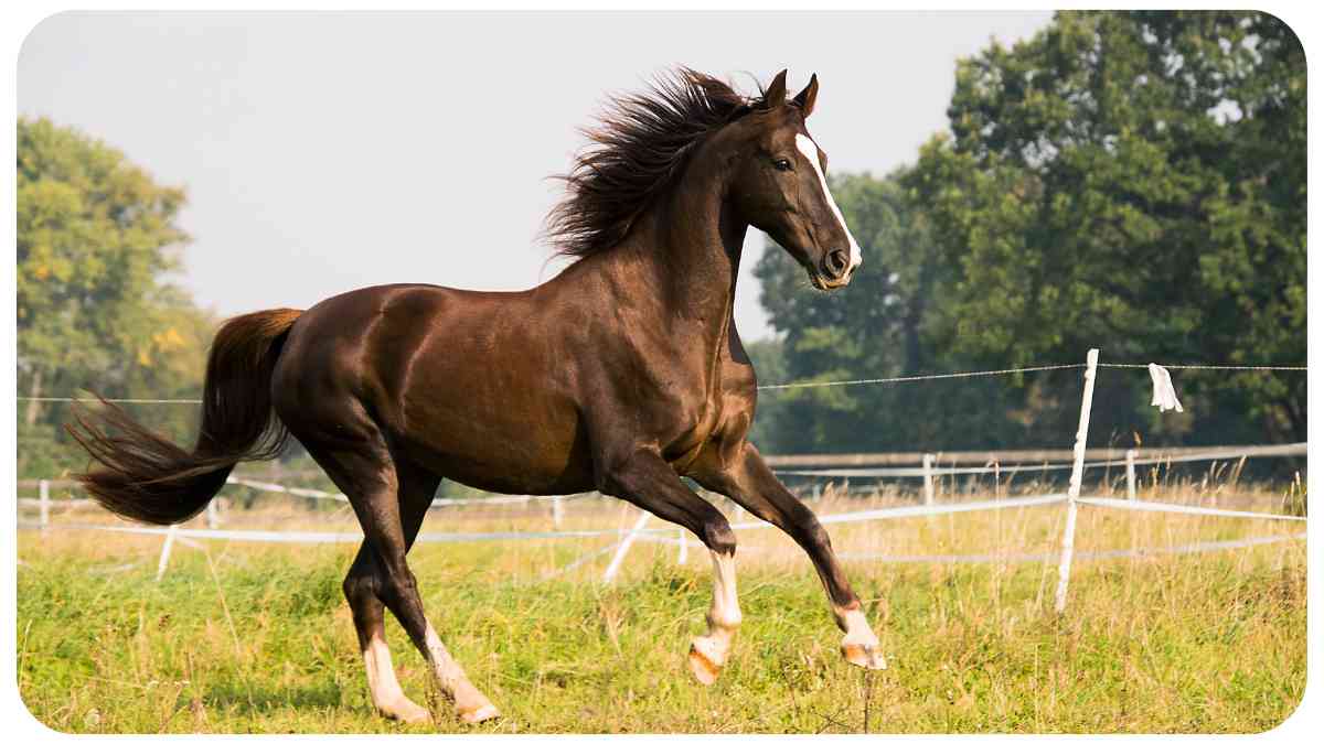 Troubleshooting Common Horse Behavior Problems: Tips and Tricks