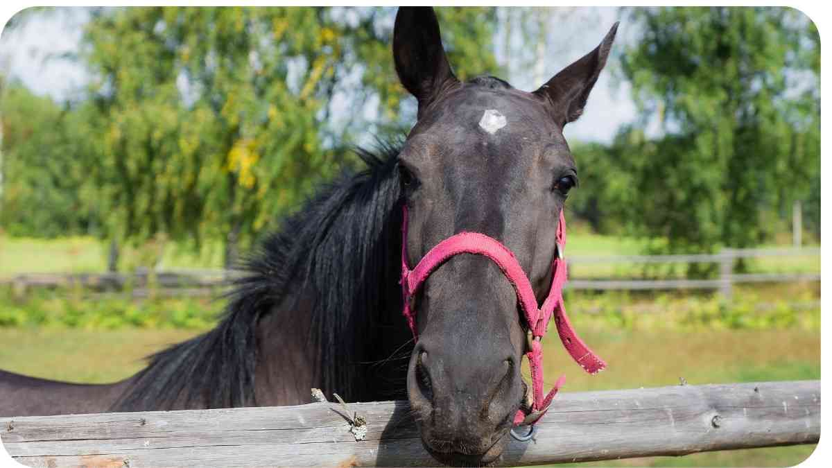 Can't Stop Your Horse from Cribbing? Here's How to Manage It