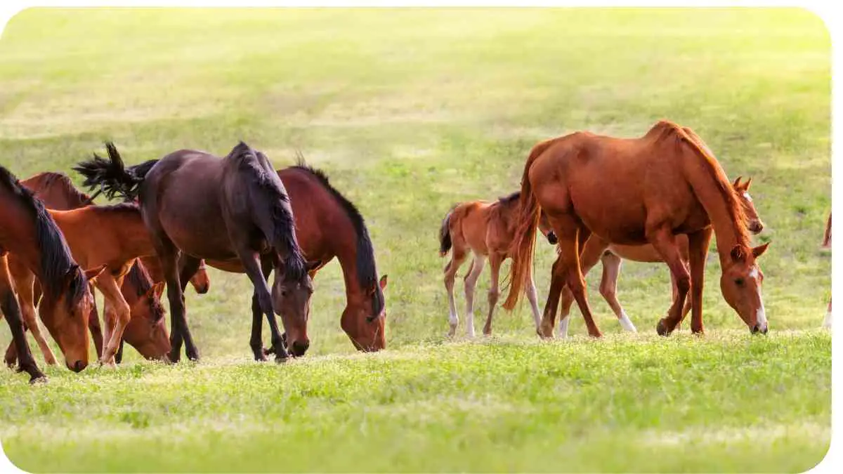 Horse Pasture Management: Essential Tips and Tricks