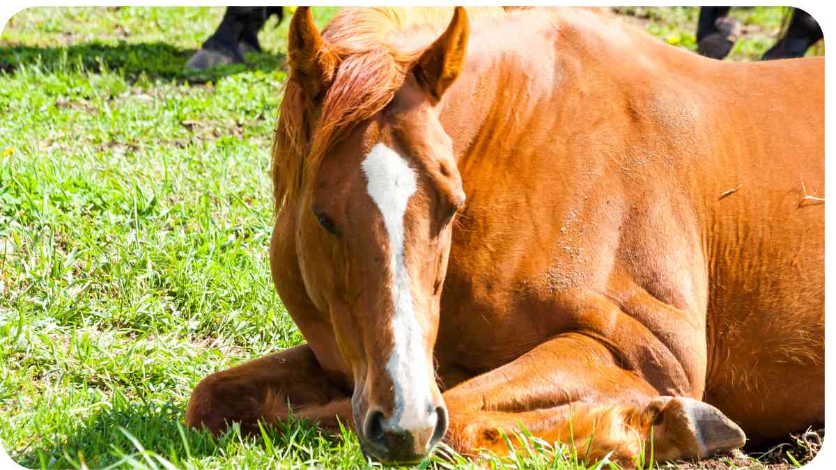 How Does a Horse Sleep? Understanding Equine Sleep Patterns