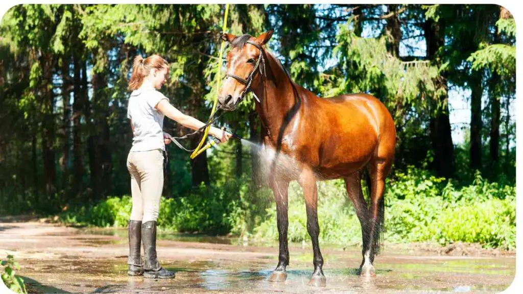 How to Cool Down Your Horse Properly