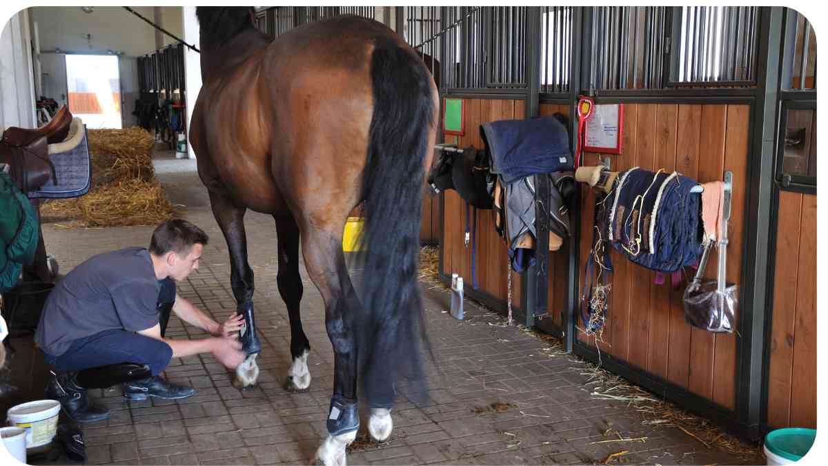 Preparing for Your First Horse Show: A Step-by-Step Guide