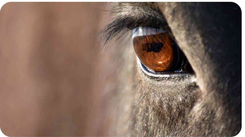 The Anatomy of a Horses Eye