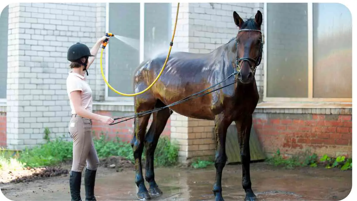 The Importance of Cooling Down Your Horse: An Easy Guide