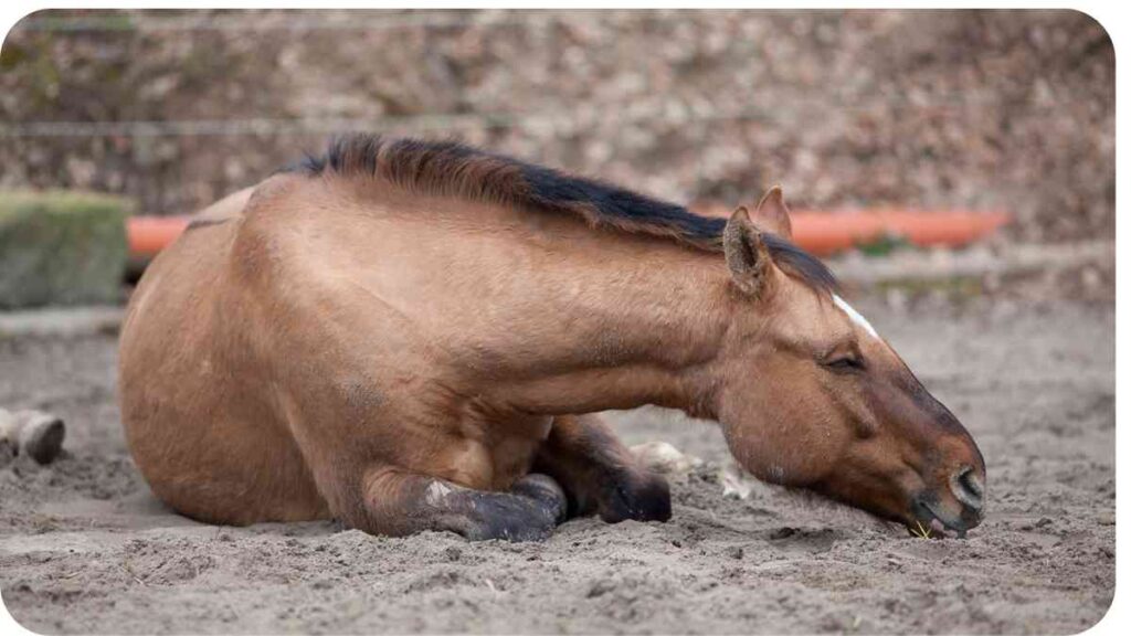 The Importance of Proper Sleep for Horses