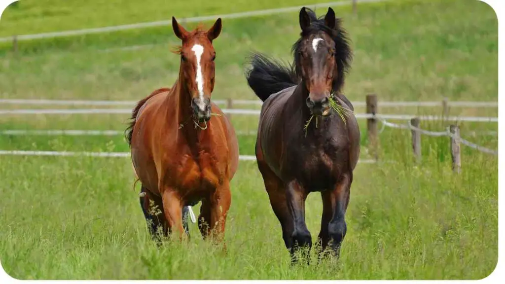 two brown and black horses running in the grass