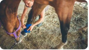 Why Broken Legs Often Mean Euthanasia for Horses